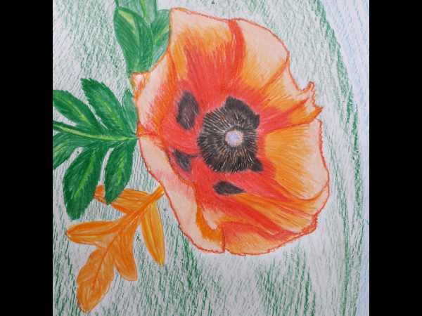 Мари Кардуа