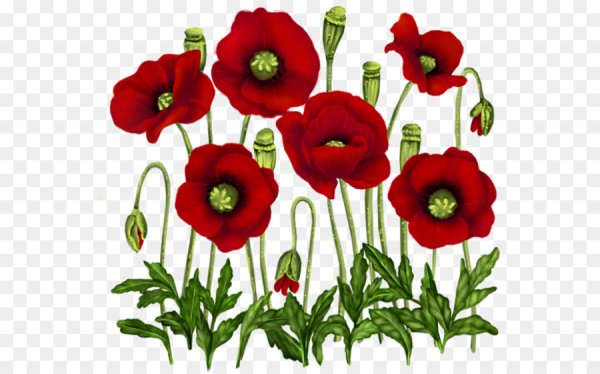 Маки красками для детей