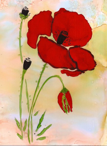 Маки на белом фоне нарисованные