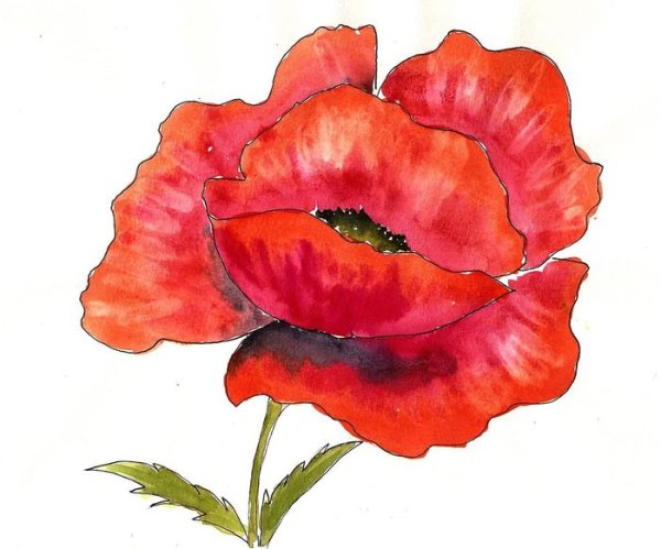 Рисование маки в средней группе