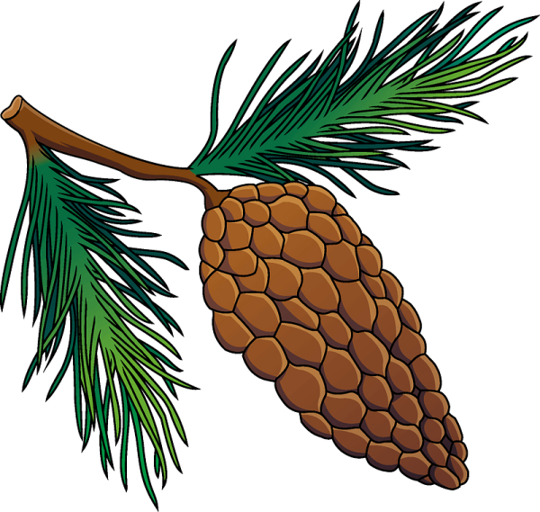 Шишка вектор