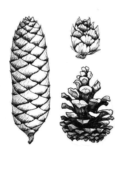 Зарисовка шишки