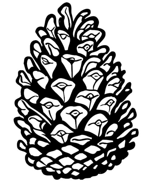 Шишка раскраска