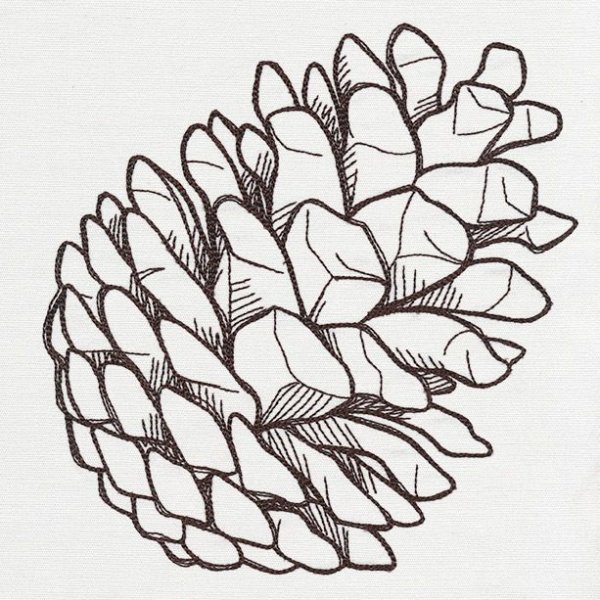 Шишка раскраска