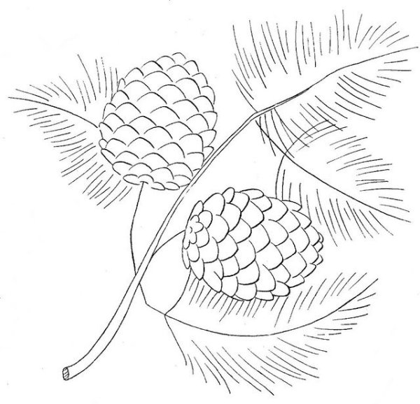 Шишка раскраска