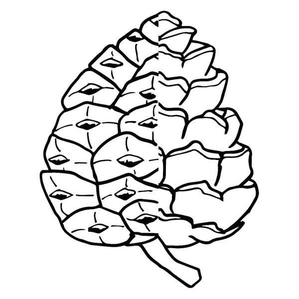 Шишка раскраска