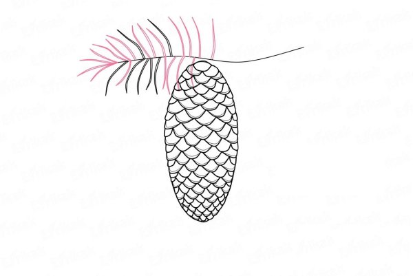 Шишка раскраска