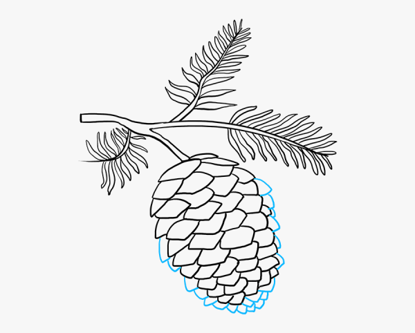 Кедровая шишка рисунок для детей
