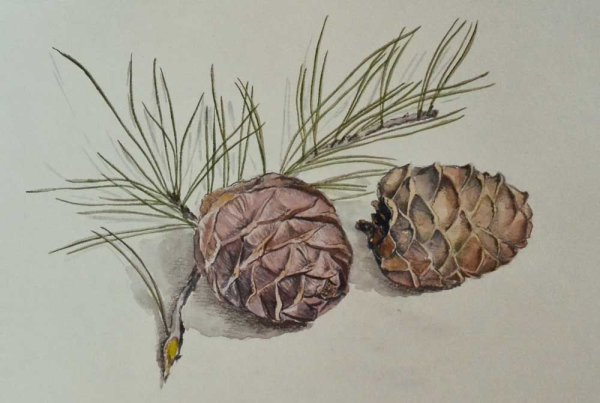 Шишки для рисования