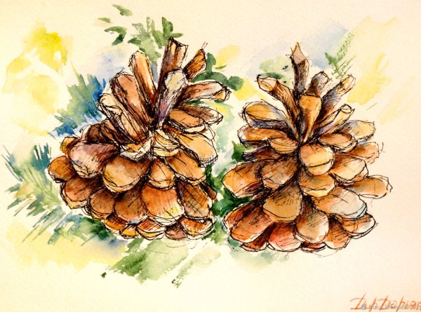 Шишка акварель