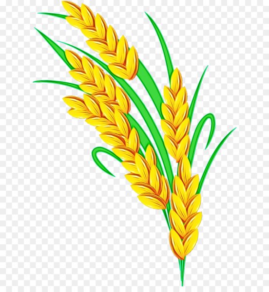 Колосья пшеницы