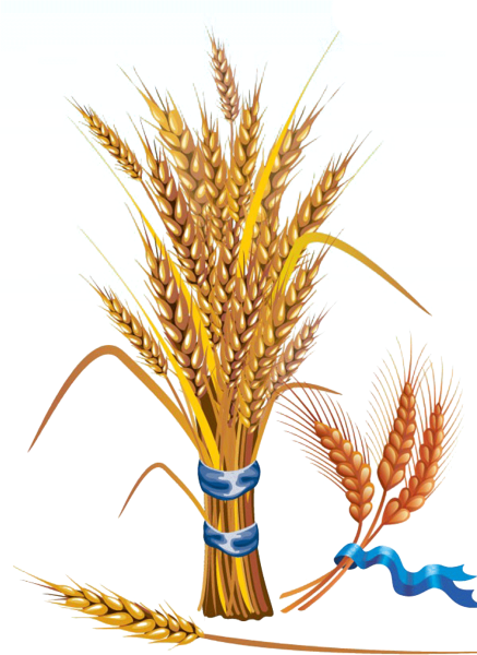 Пшеничка колосок
