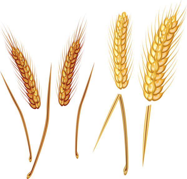 Колосья ржи и пшеницы