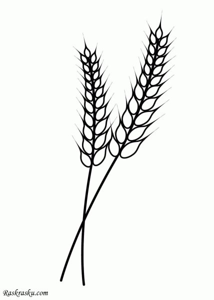 Колосья пшеницы