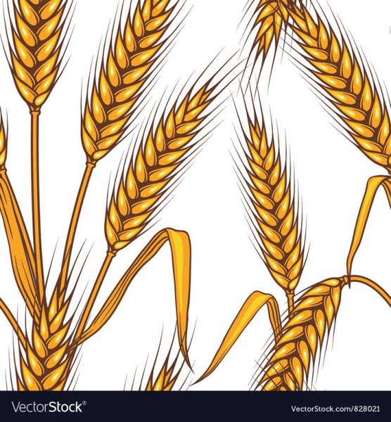 Хлебный колосок рисование