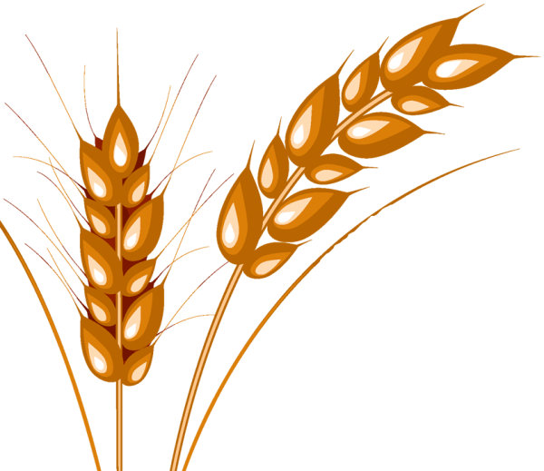 Колосок пшеницы