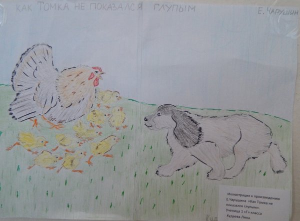 Иллюстрации к рассказу Чарушина Рябчонок