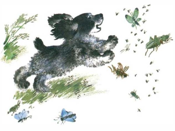 Евгений Чарушин Томка