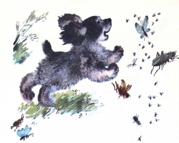 Чарушин про Томку