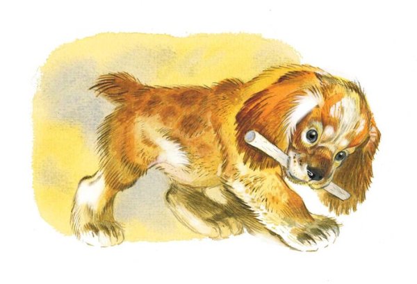 Чарушин про Томку