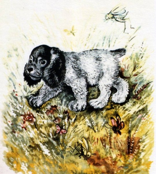 Чарушин Евгений Иванович анималист