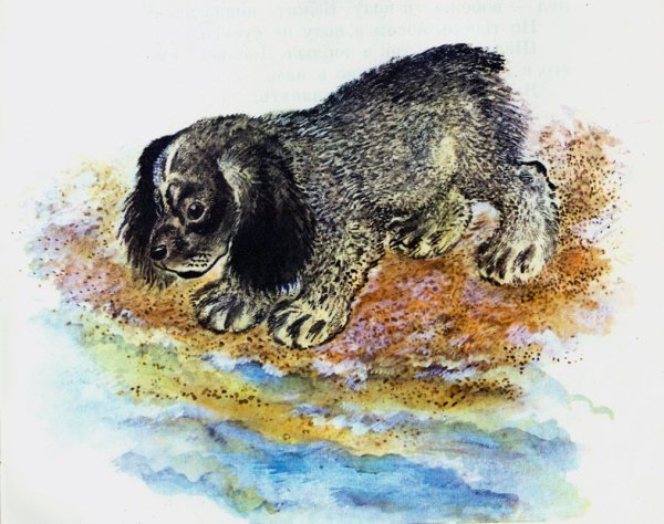 Е Чарушин про Томку