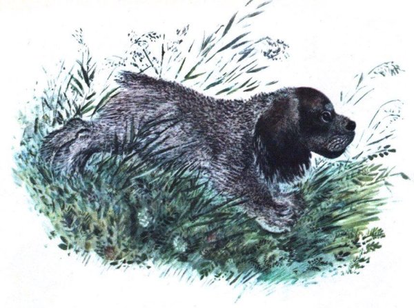 Евгений Иванович Чарушин Томка