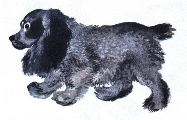 Собака Томка Чарушин