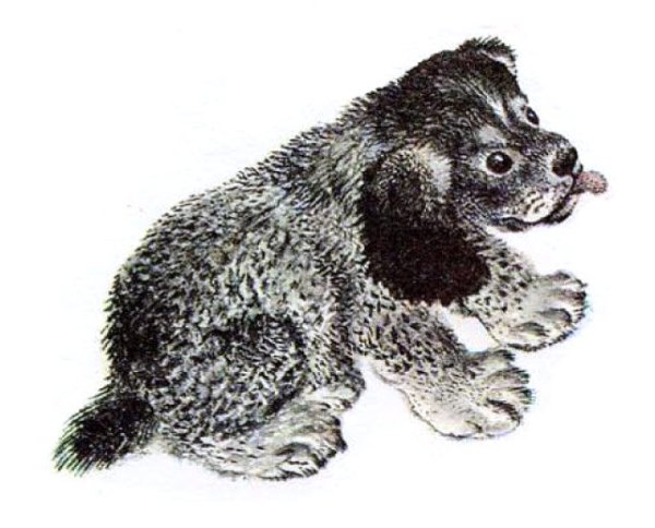 Чарушин про Томку