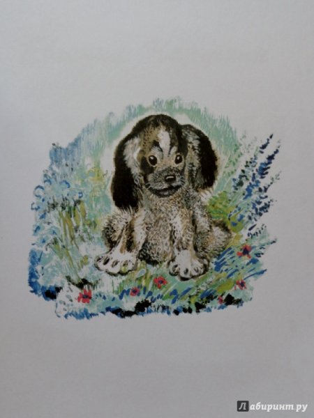 Чарушин Томкины сны