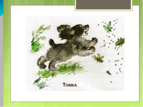 Томкины сны Чарушин иллюстрации