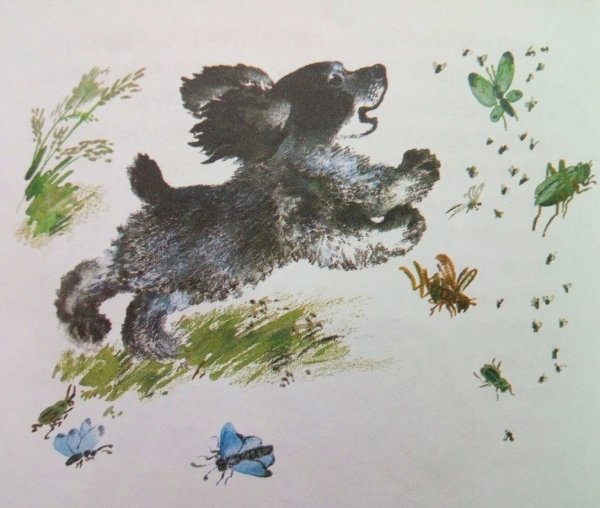 Евгений Чарушин иллюстрации к сказкам