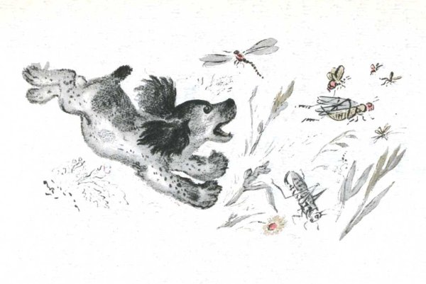 Евгений Иванович Чарушин Томка