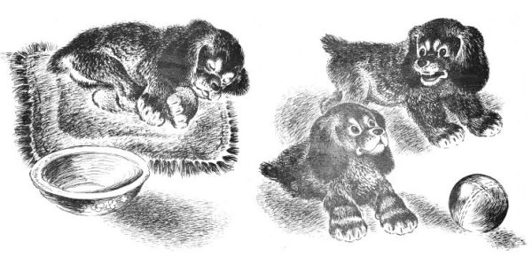 Евгений Чарушин Томка