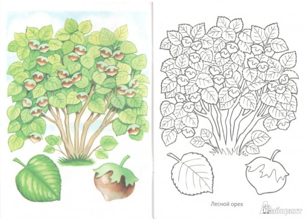 Кустарник раскраска