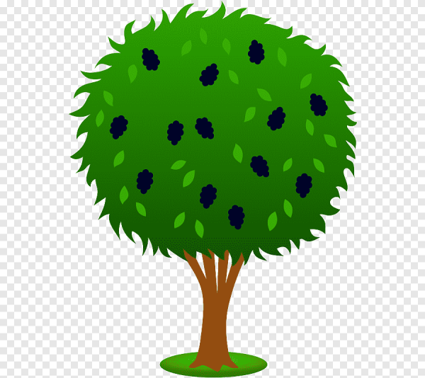 Кустарник шиповник малина