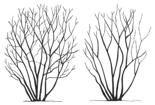 Омолаживание ирги