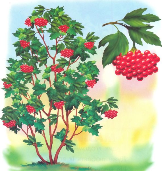 Калина куст