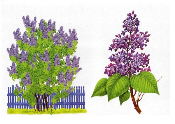 Кустарник сирень для детей