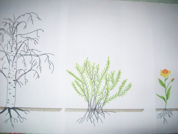 Рисование деревья и кустарники