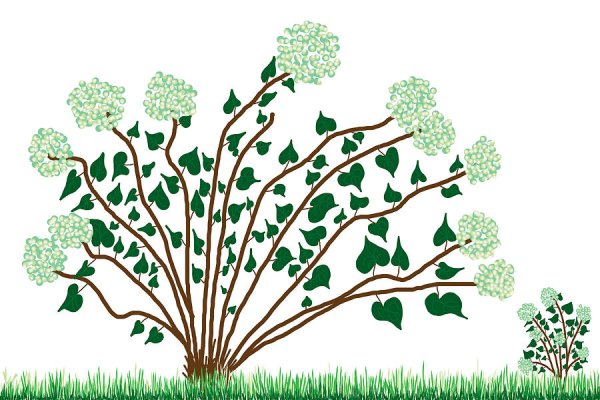 Кусты для сада рисование