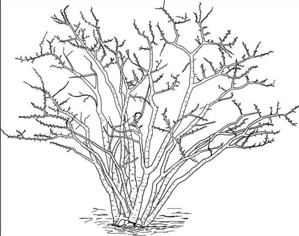 Кусты карандашом