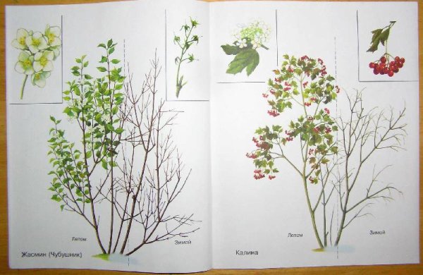 Кустарники для детей