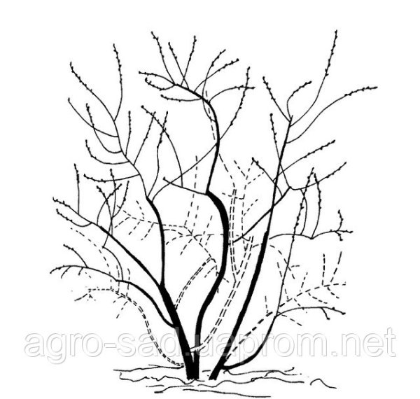 Обрезка голубики садовой осенью