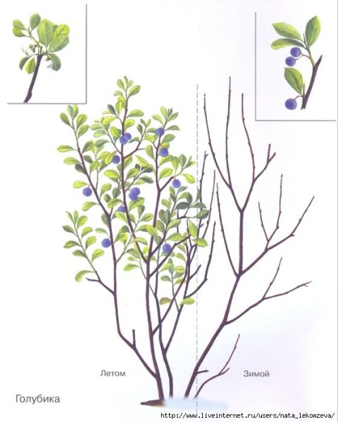 Голубика кустарник рисунок