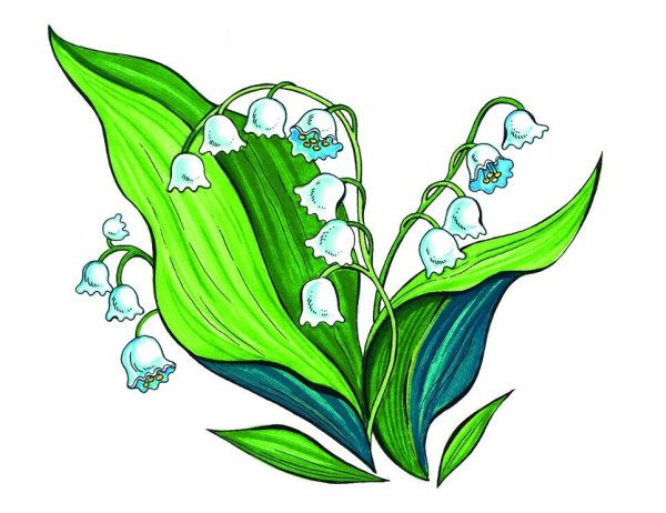 Ландыш Майский Фармакогнозия