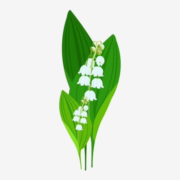 Ландыш вектор