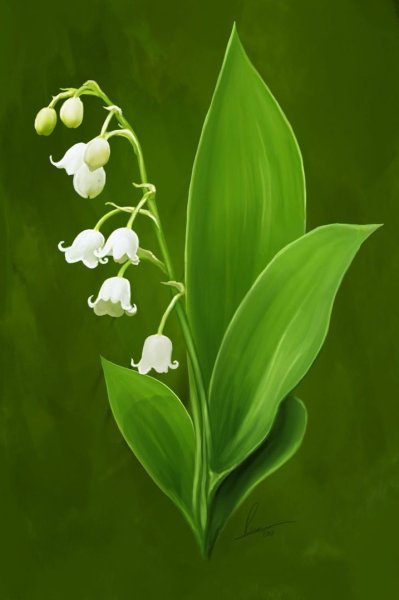 Ландыши "первоцветы"