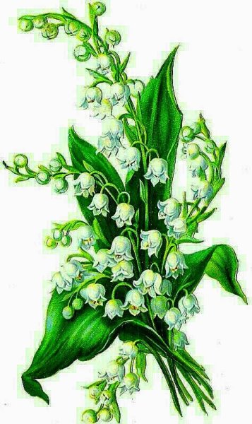 Ландыш иллюстрация