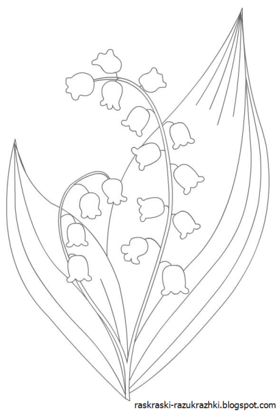 Ландыш Майский разукрашка
